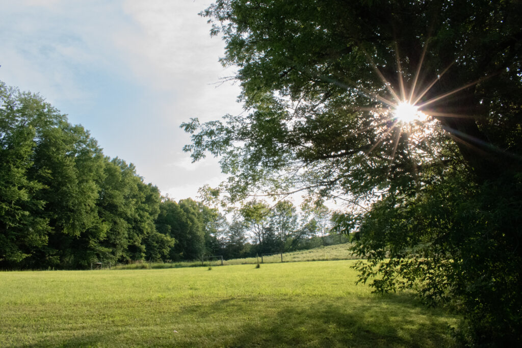 sunlight streaming through a tree looking out into a pasture